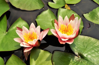 Картинка цветы лилии+водяные +нимфеи +кувшинки лилии