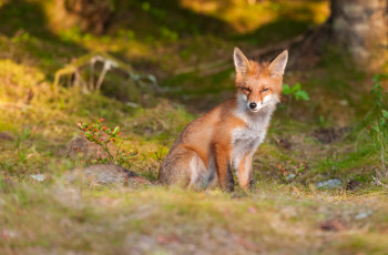 Картинка животные лисы хитрая животное лисица