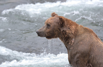 Картинка животные медведи медведь