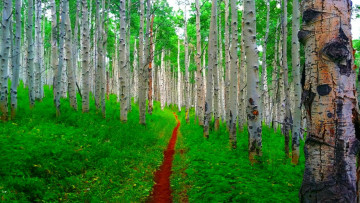 Картинка природа лес березы роща