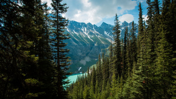 Картинка природа лес простор