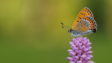 Картинка животные бабочки +мотыльки +моли макро