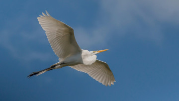 Картинка животные цапли +выпи птица