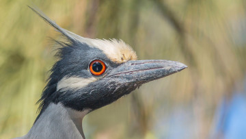 Картинка животные птицы птица