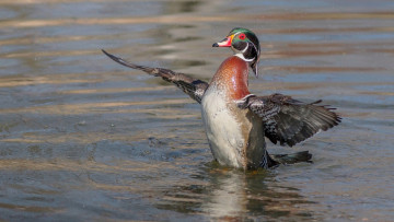 Картинка животные утки птица