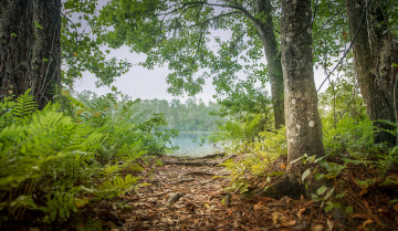 Картинка природа лес простор