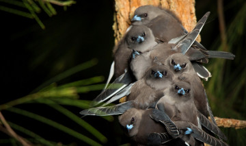 Картинка животные птицы природа фон