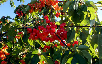 Картинка природа Ягоды Черешня