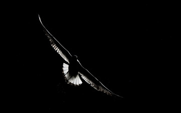 Картинка животные птицы фон полёт птица