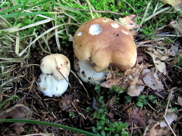 Обои картинки фото природа, грибы, боровик