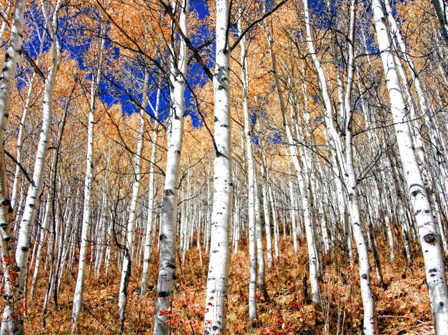 Обои картинки фото природа, лес, березы, роща