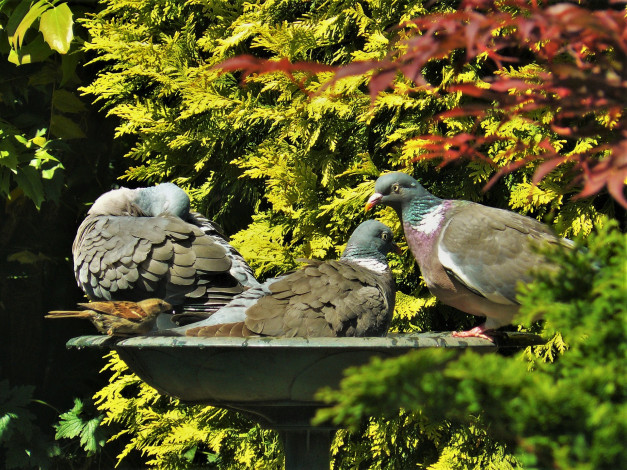 Обои картинки фото животные, голуби