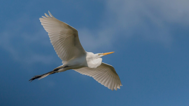 Обои картинки фото животные, цапли,  выпи, птица