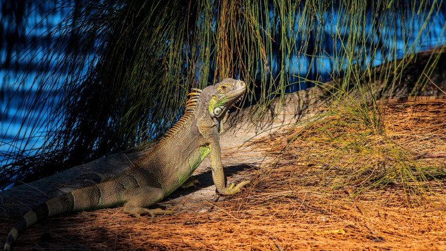 Обои картинки фото животные, Ящерицы,  игуаны,  вараны, ящерица