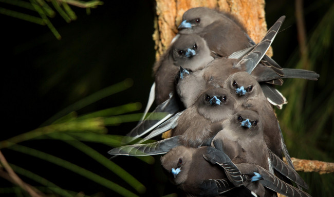 Обои картинки фото животные, птицы, природа, фон