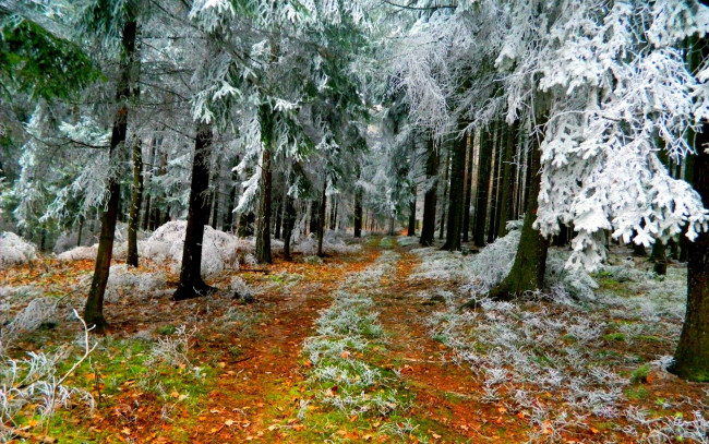 Обои картинки фото природа, лес, осень