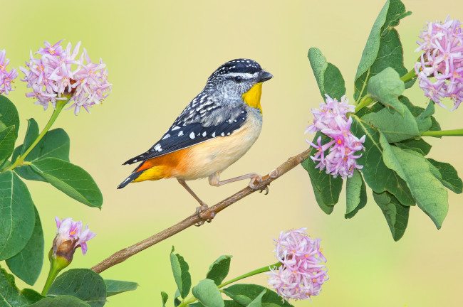 Обои картинки фото животные, птицы, леопардовая, радужная, птица, цветки, ветка