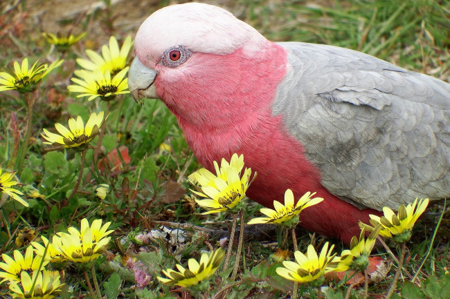 Обои картинки фото животные, попугаи, попугай