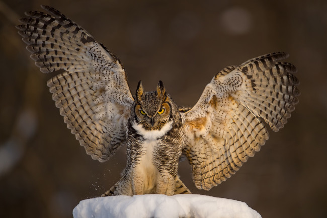 Обои картинки фото животные, совы, сова, птица, филин, фон, снег, крылья