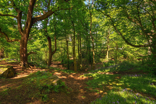 Обои картинки фото природа, лес, простор