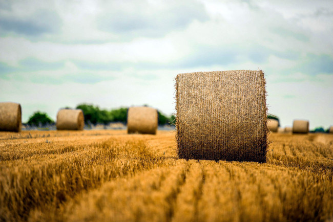 Обои картинки фото природа, поля, поле