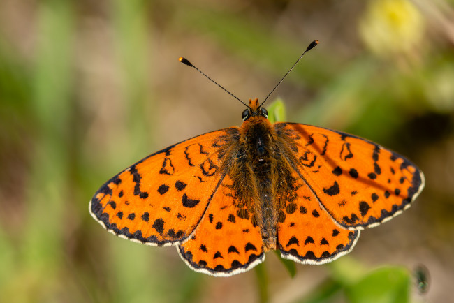 Обои картинки фото животные, бабочки,  мотыльки,  моли, бабочка