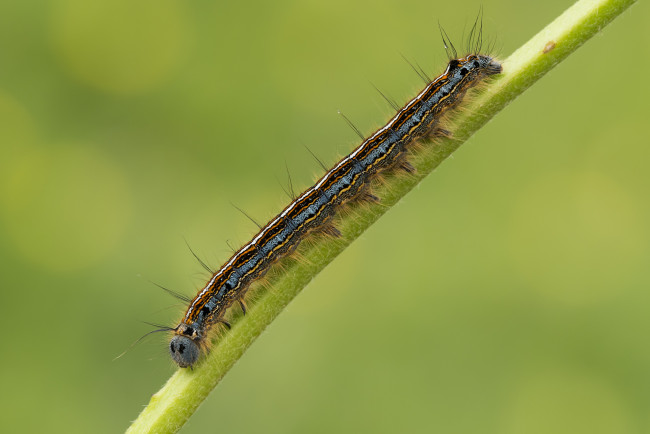 Обои картинки фото животные, гусеницы, макро