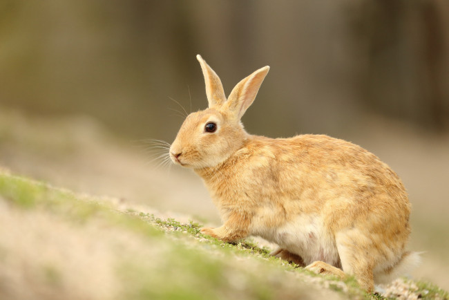 Обои картинки фото животные, кролики,  зайцы, природа, животное, заяц