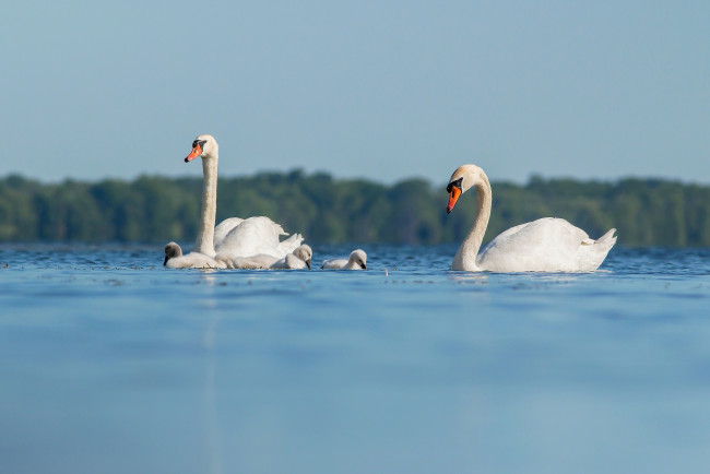 Обои картинки фото животные, лебеди, озеро