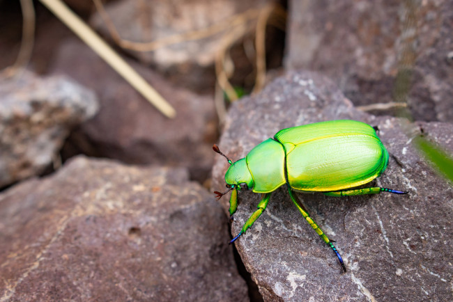 Обои картинки фото животные, насекомые, макро