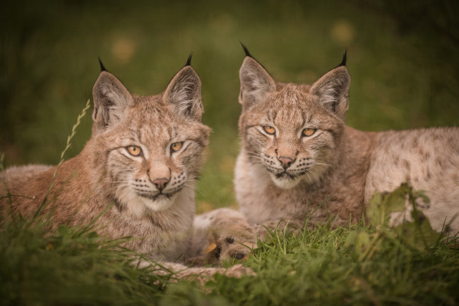 Обои картинки фото животные, рыси, портрет, детёныши, парочка, рысь, дуэт, рысята, дикая, кошка, взгляд, котята
