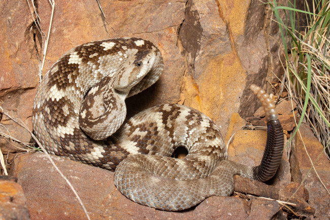 Обои картинки фото животные, змеи,  питоны,  кобры, гремучая