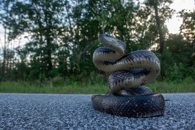 Обои картинки фото животные, змеи,  питоны,  кобры, змейка
