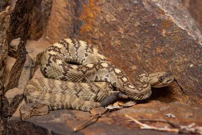 Обои картинки фото животные, змеи,  питоны,  кобры, змея