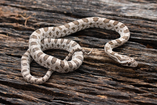 Обои картинки фото животные, змеи,  питоны,  кобры, змея