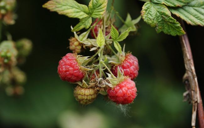 Обои картинки фото природа, ягоды, малина