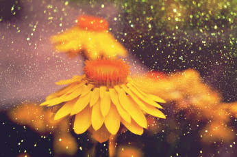 обоя цветы, бессмертник