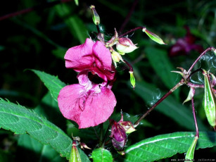 Картинка цветы