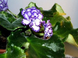 Картинка цветы фиалки