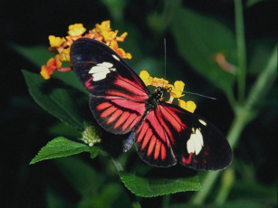 Картинка животные бабочки