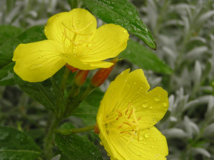 Картинка цветы