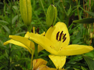 Картинка цветы лилии лилейники