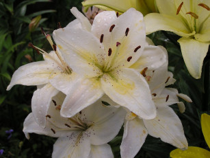 Картинка цветы лилии лилейники