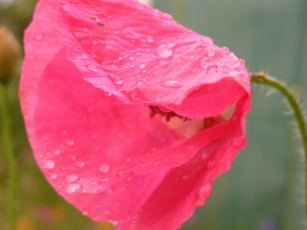 Картинка цветы маки