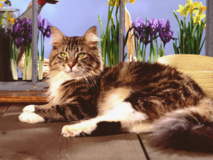 Картинка gardening through windows maine coon животные коты