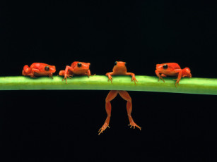 Картинка hang in there red tree frogs животные лягушки