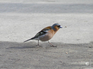 Картинка животные птицы