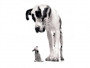 Картинка животные собаки