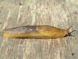 Картинка животные улитки