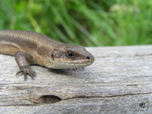 Картинка животные Ящерицы игуаны вараны